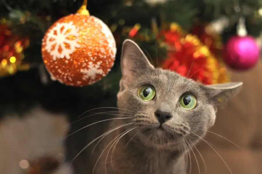 The Ultimate Guide to Keeping Your Cat Out of the Christmas Tree