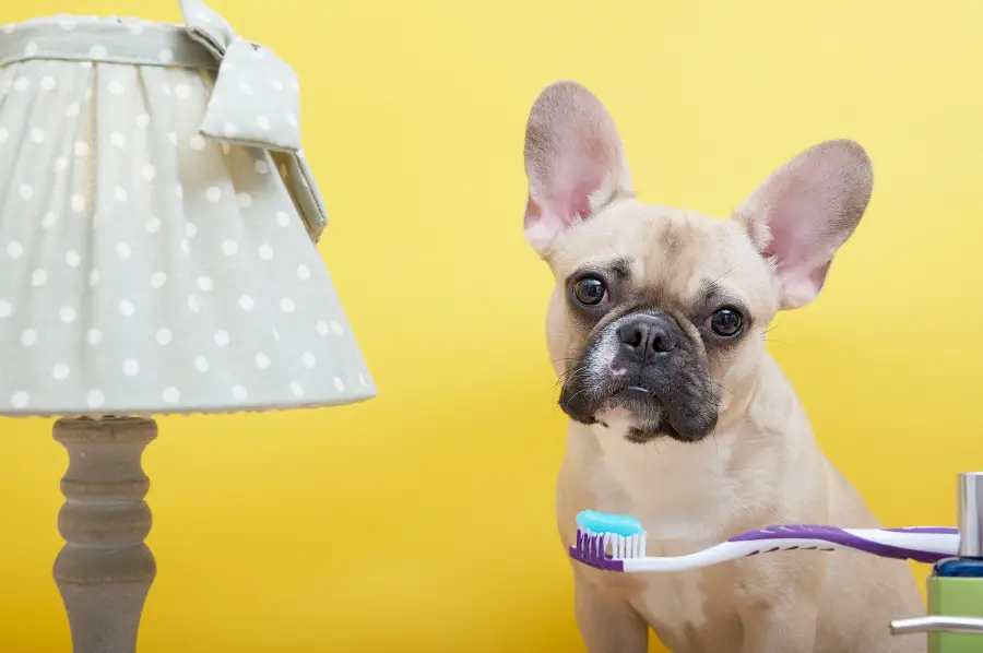 Dog eats outlet toothpaste