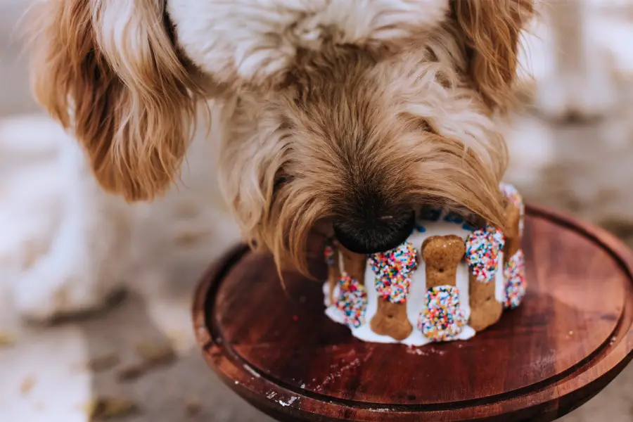 DIY Frozen Treats Your Kids AND Pets will Love This Summer