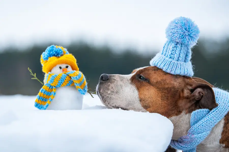 Paw balm best sale for snow